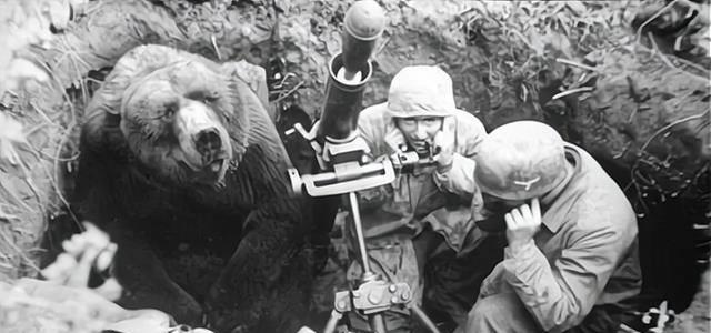 抓奸细,扛炮弹,这只拥有军衔的棕熊,活了22岁_沃铁_军营_小熊