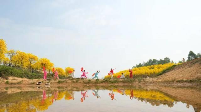 肇庆人的朋友圈被它刷屏啦,地址就在……_黄花_风铃_种植