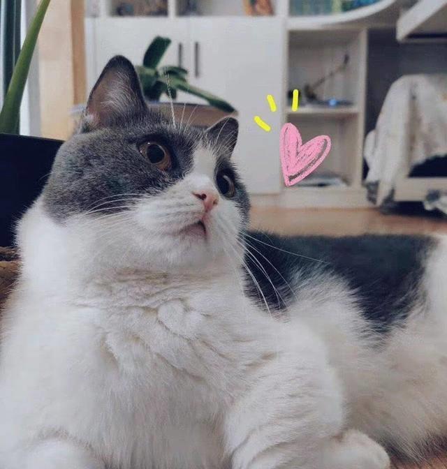 肖战晒爱猫羞涩合照引粉丝喊老公:又是想魂穿的一天_坚果_时候_画面