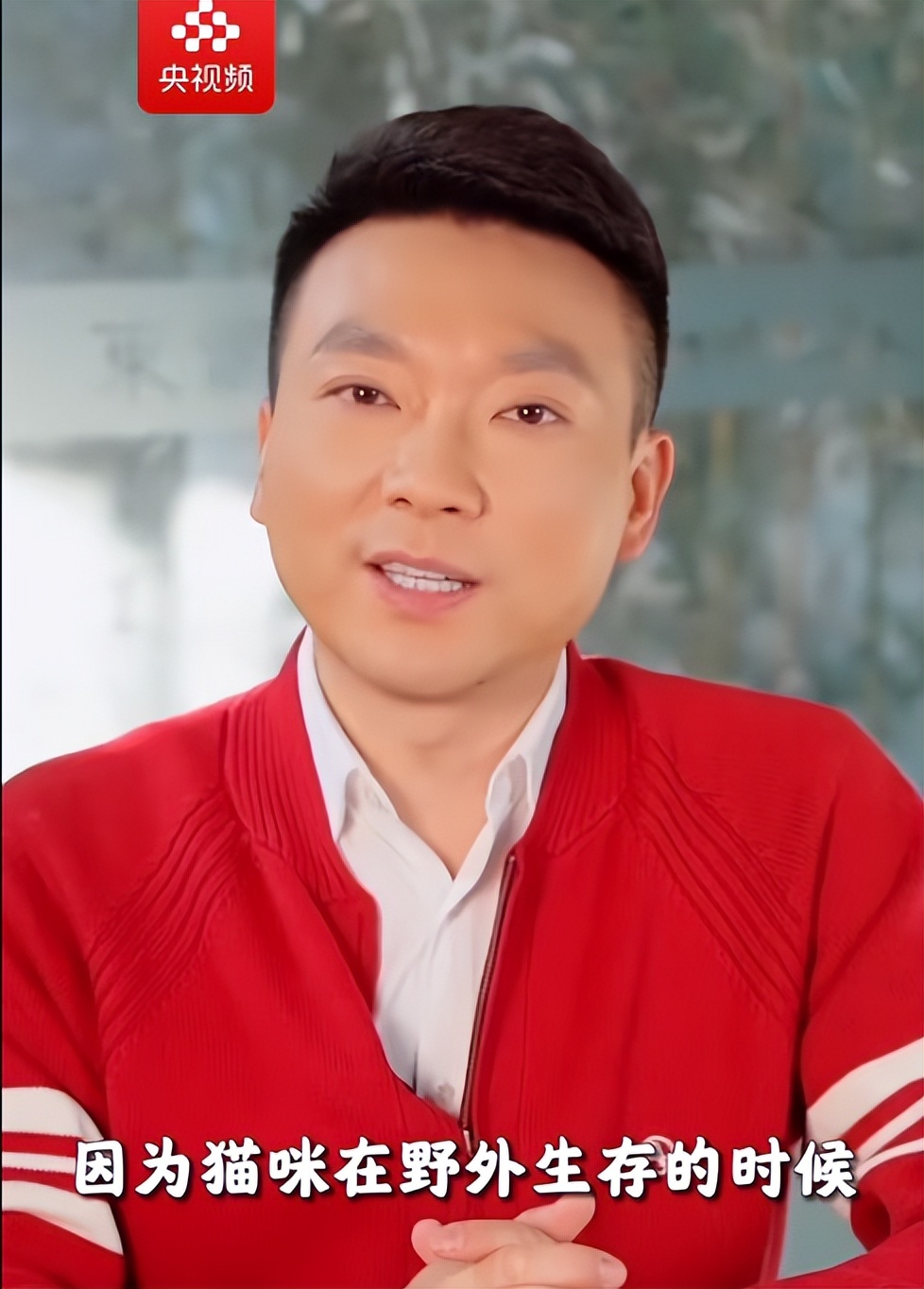 康辉:丁克也有绕膝之乐,首次通过央视一一介绍家里的5只宠物猫_猫咪