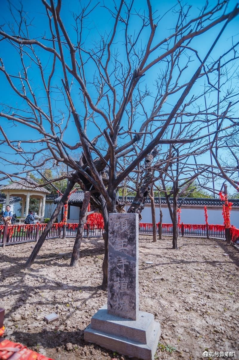 门票价格:全票80元/张,半票40元/张景区地址:黄河南路288号去宿迁旅行