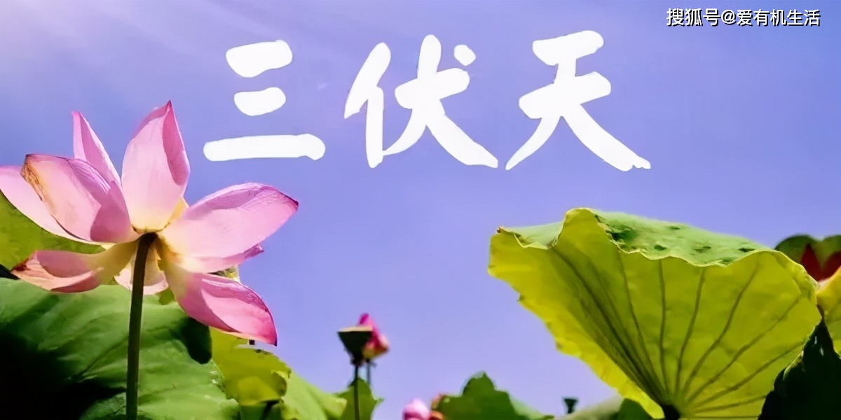 头伏是几月几号2023年，头伏是什么意思