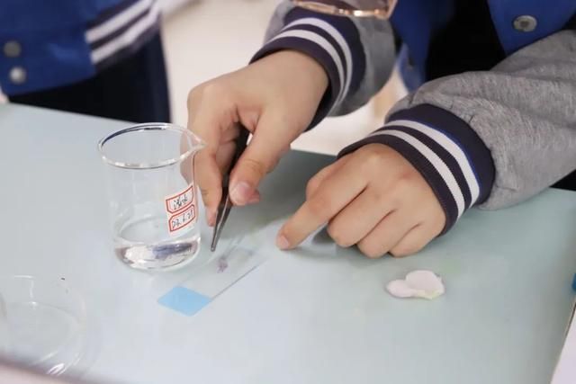 指尖上的生物 | 探寻细胞的奥秘_实验性_色素_叶绿素