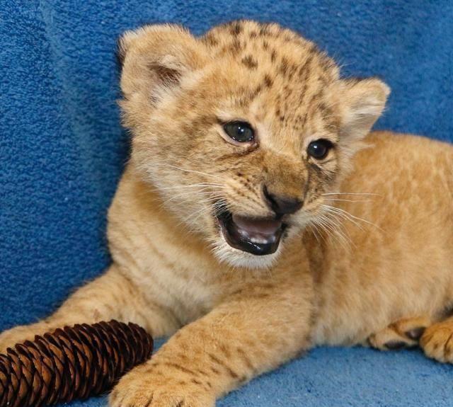 新版狮子王中的小辛巴原型竟是一只小母狮,现已235斤_巴哈提_母亲