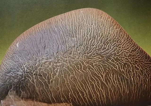 疯了,还是人"疯"了,亿元奇石的频出,谈奇石价值的评估_文字_卞和_故事