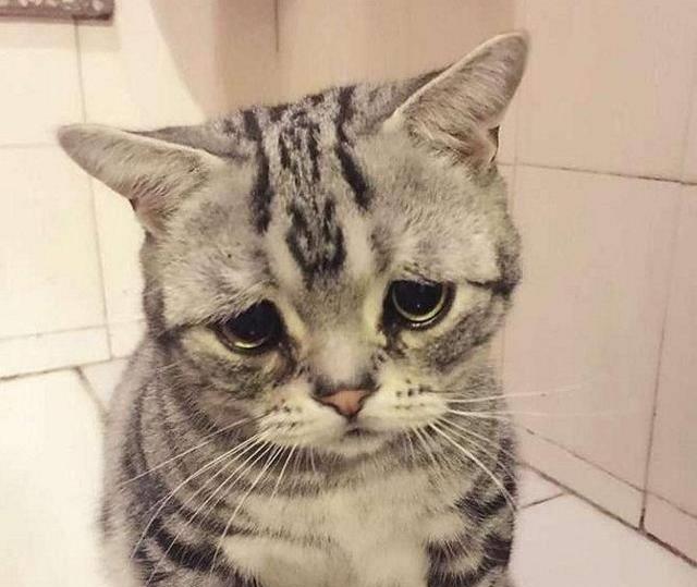因一副愁苦面容"走红"的猫咪,竟然笑了,网友:偷猫判罪吗?