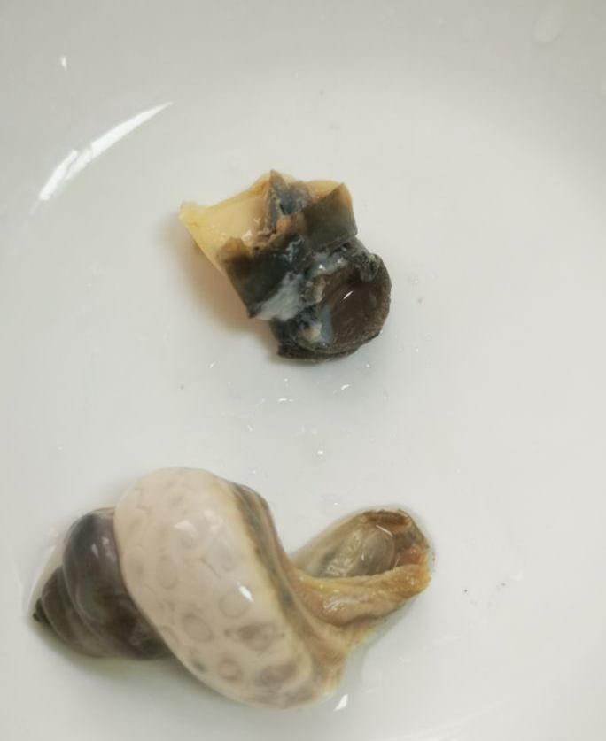 田螺和石螺是不一样的螺,做法也不一样_进行_清水_污物
