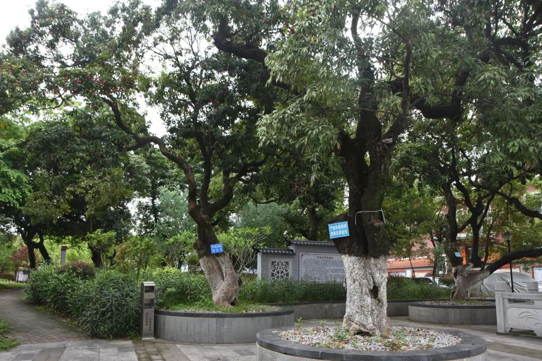 横沥半仙山村:百岁古荔依旧繁盛 硕果盈枝乡愁满满