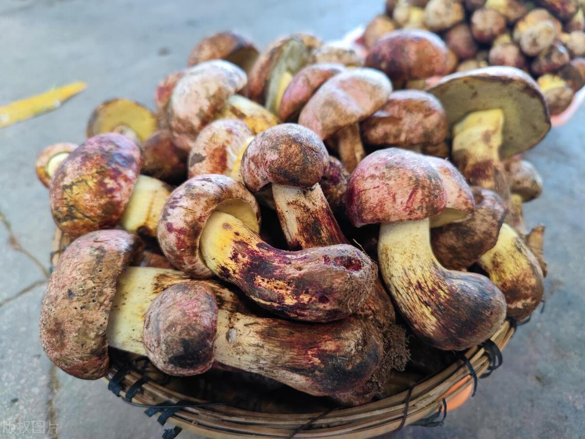 美国财长耶伦访华第一顿饭,云南餐厅点4份"见手青",太懂中国美食了