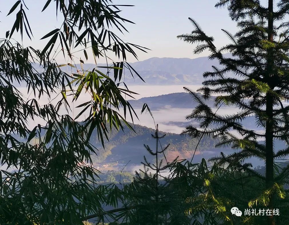 普洱|三十六山|作为皇室贡茶的勐宋那卡,究竟有何过人之处?