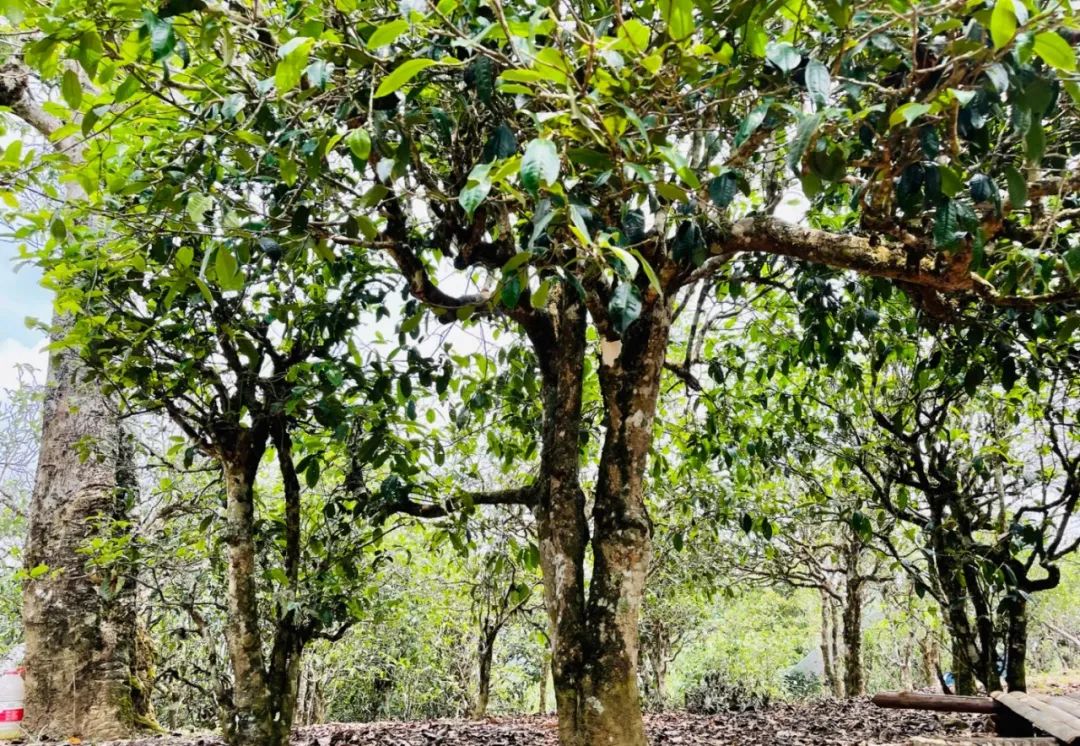 茶山_古树茶_竹筒