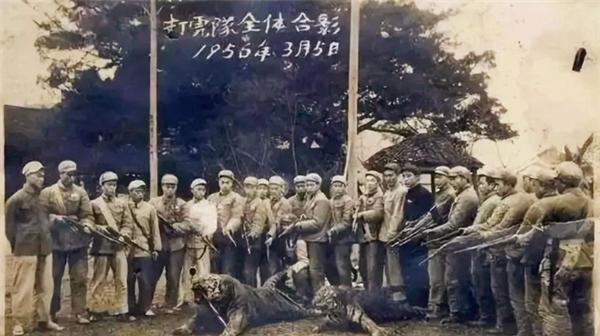 湖南人民打虎记:用机枪扫射后,"百虎围村"三天三夜_老虎_地区_伤人