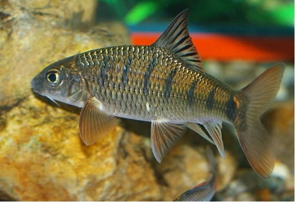 美味与危险并存:天门山深水潭溪石斑鱼的独特习性及钓技探寻!