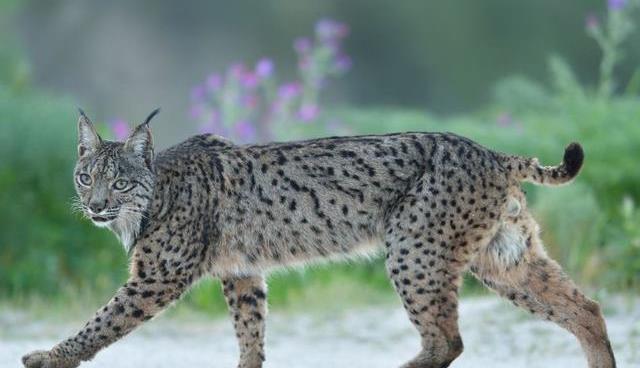 世界上首个因为病毒而间接濒危的大猫,保护成本昂贵