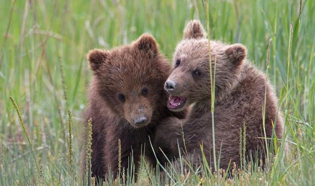 美国小伙执意无保护措施护熊13年,却被吃掉_提摩西_灰熊_人类