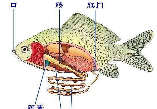 蚯蚓生活在泥土中,而鱼儿生活在水中,为什么用蚯蚓钓鱼会咬钩?
