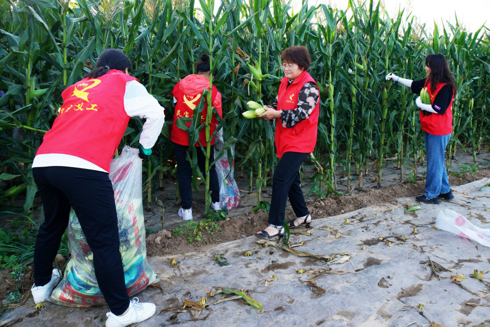 高温天红马甲汗洒玉米地,农村大嫂哭了