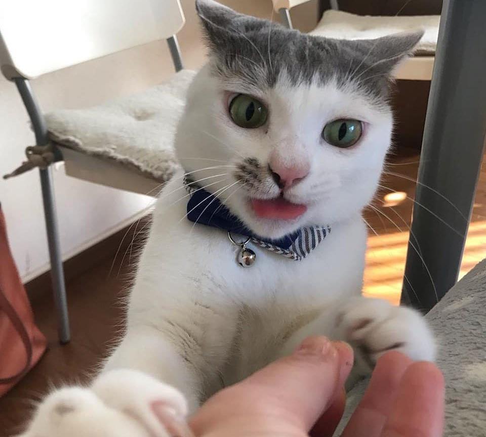 猫的发型也不同,这喵星人的齐刘海,是哪个托尼老师的奇葩设计?