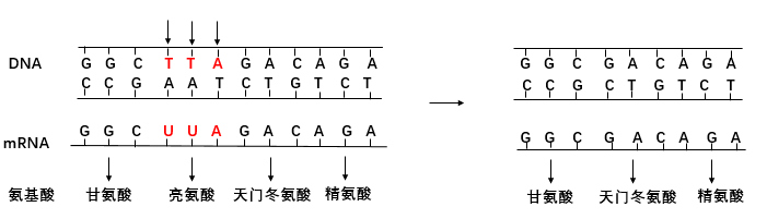 非移码突变示意图如泛生子人类8基因突变联合检测报告中显示:编码dna