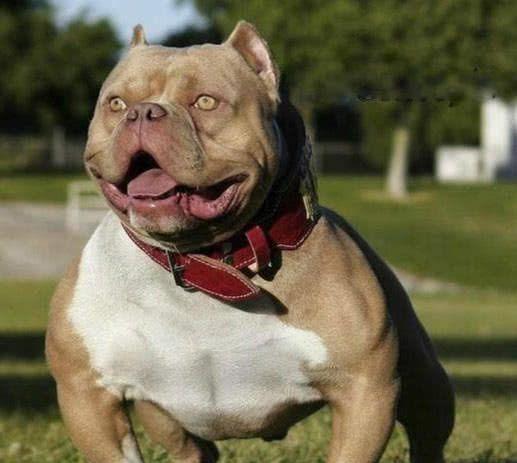 而黄渤一看牛头梗就狂笑,这货,真的太像孙红雷了!