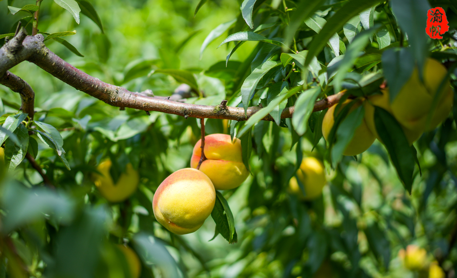 潼南采摘:大仑山的黄桃熟了,果香扑鼻,吃起来还是小时候的味道_全国