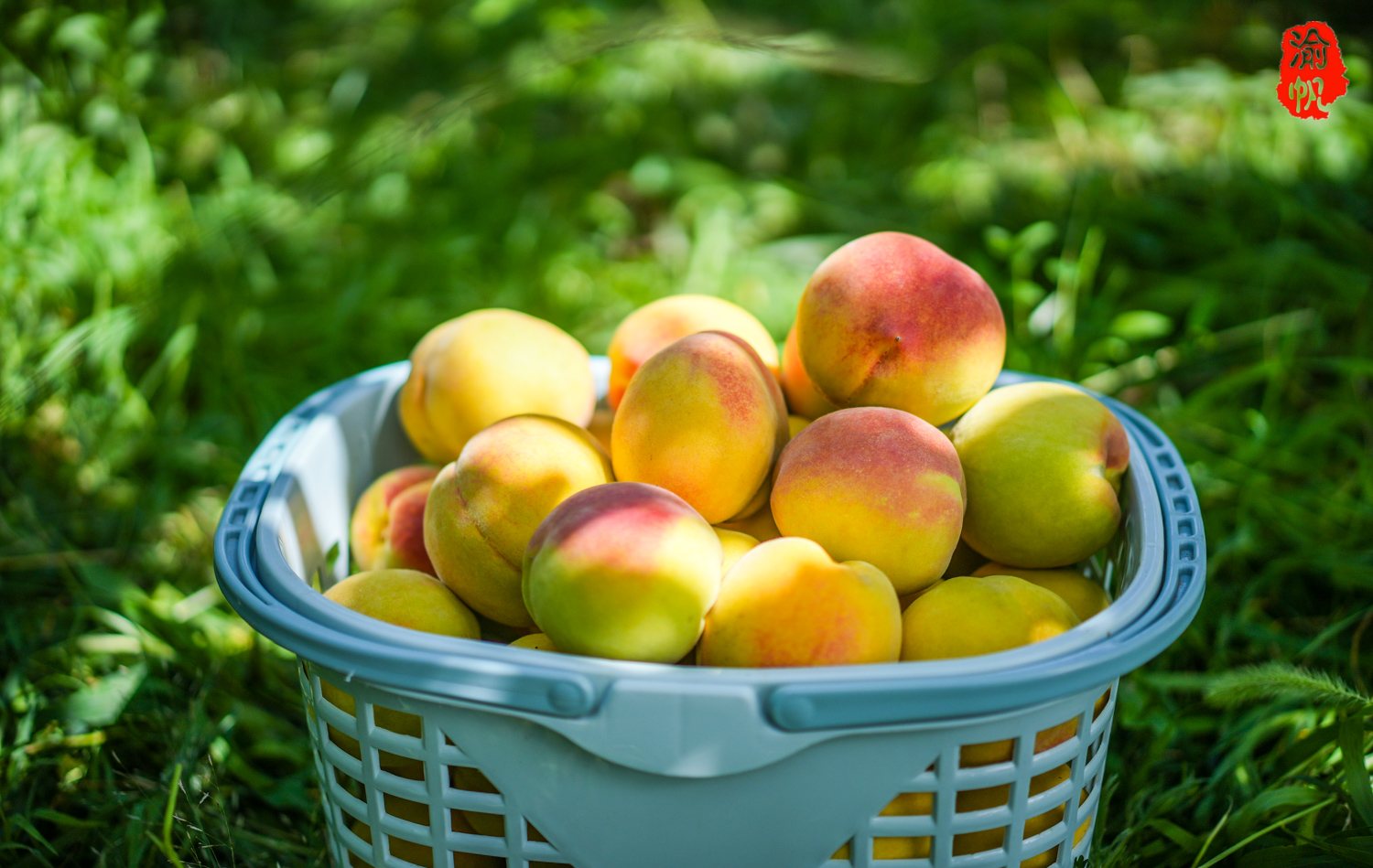 潼南采摘:大仑山的黄桃熟了,果香扑鼻,吃起来还是小时候的味道_全国