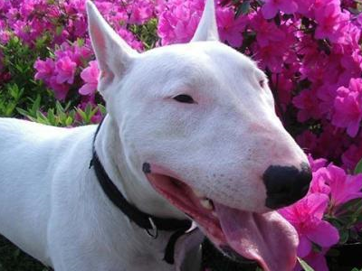 当牛头梗落到女友手里,神一般的化妆技术够冲击,丑哭狗子_网友_图片