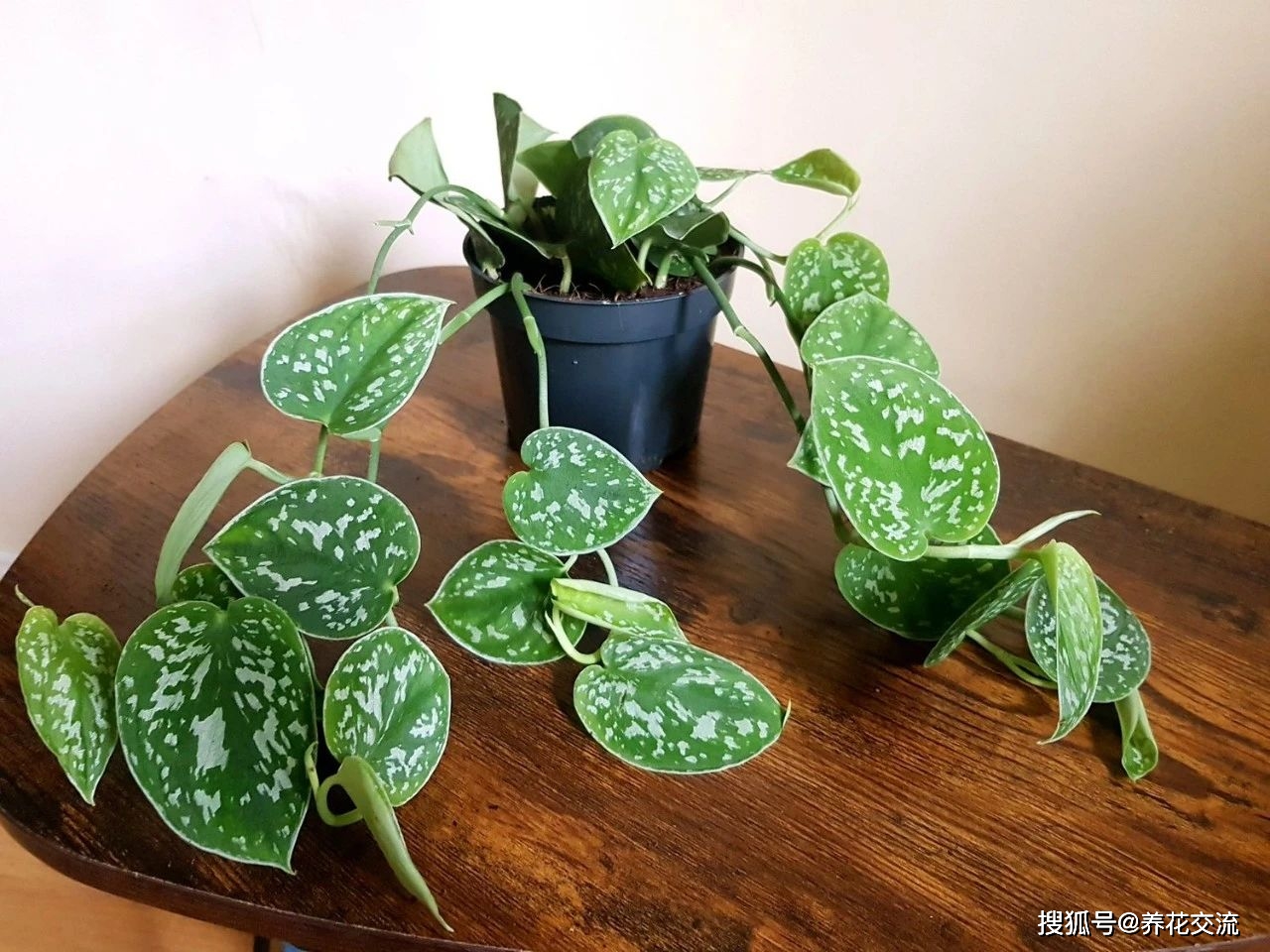 scindapsus bathala(最上級斑) 小叶银斑葛比绿萝好养，银白色高级