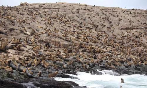 一国以卖鸟粪为生,gdp中鸟粪经济占60,还爆发两次鸟粪战争_秘鲁_群岛