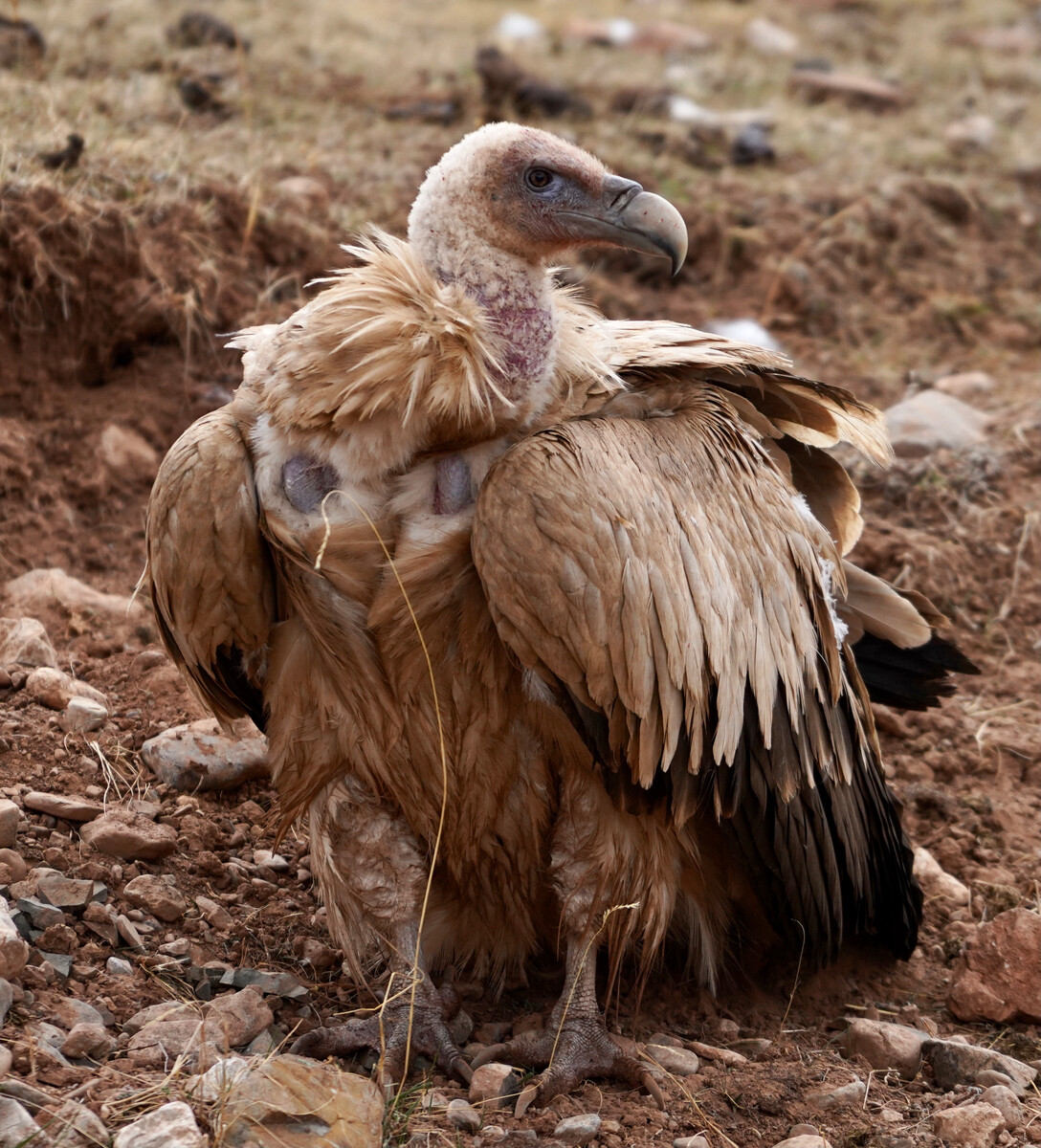秃鹫是一种大型食腐鸟类,主要分布在欧洲,亚洲,非洲和美洲的草原和