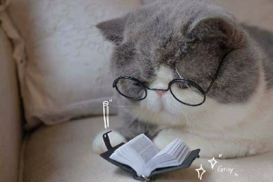 猫咪决定看书学习知识,一分钟之后直接趴下睡觉!_眼睛_复习_样子