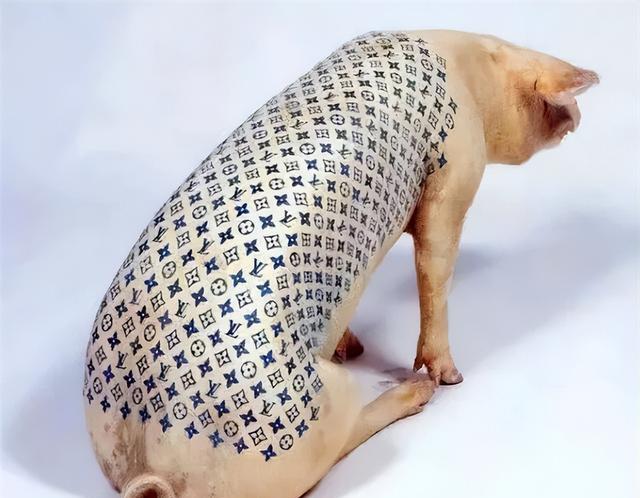 1997年,男子给活猪纹身,还把猪皮卖给了香奈儿,一张猪皮赚51万_德沃伊