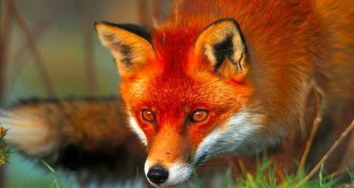 崇德八年(1643年),努尔哈赤的第八子皇太极在皇位上工作了17年,在清军