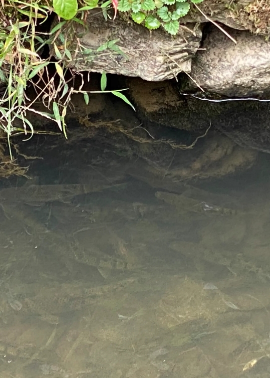 探寻深山溪流中的美味珍宝——木叶鱼,四川人喜爱的细鳞冷水鱼!