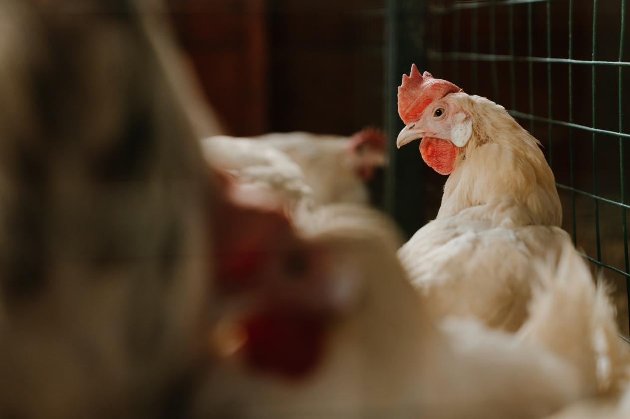 根据2022年全国肉鸡生产信息统计监测报告数据显示,2022年白羽肉鸡,黄