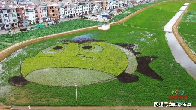 与湖畔的生态美景相得益彰"大头鱼""牛虎铜案"共同描绘出彩色水稻和