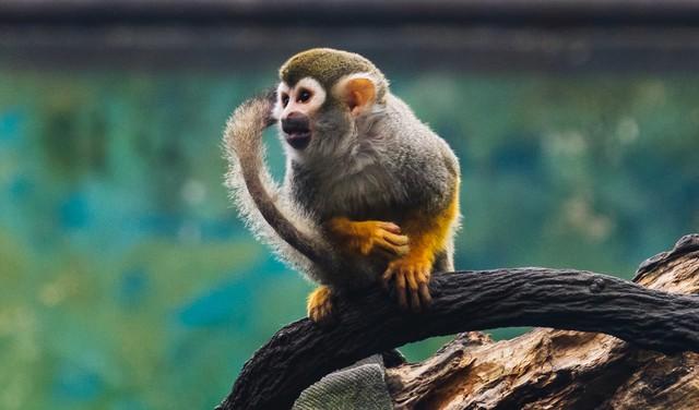 北大28岁金融女博士坦言:"钓鱼线"一出,不逃只有死路一条_猴子_股市_