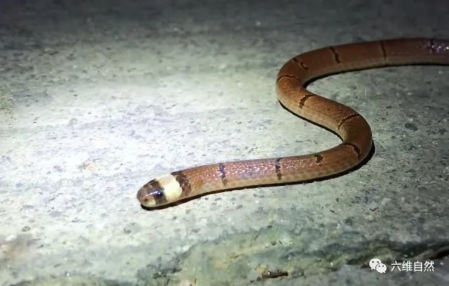 安徽一地发现罕见中华珊瑚蛇,易被当成海蛇,还说毒性能排第二?