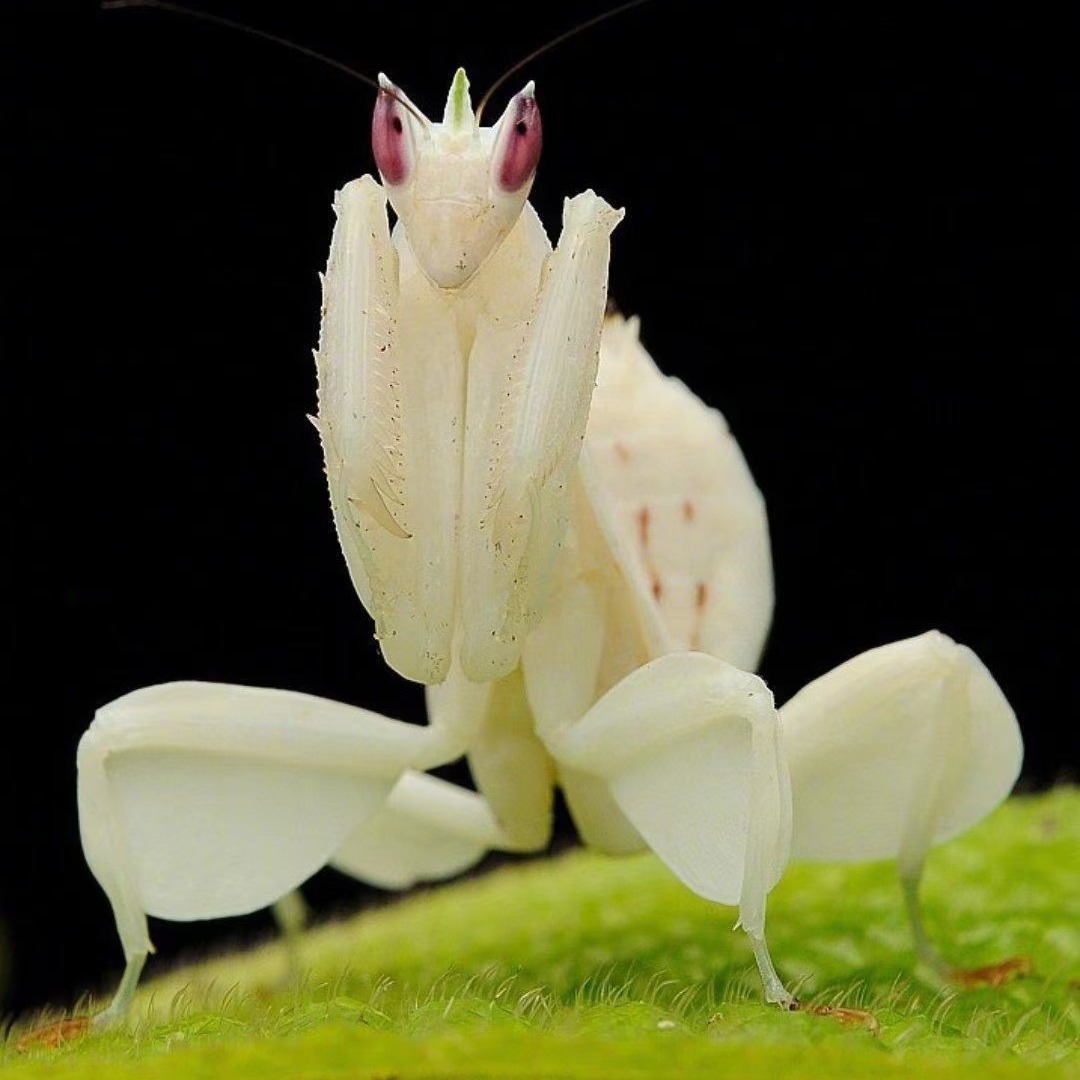 探索西双版纳热带雨林│走进勐远仙境,开启神奇动物之旅_马陆_兰花_昆