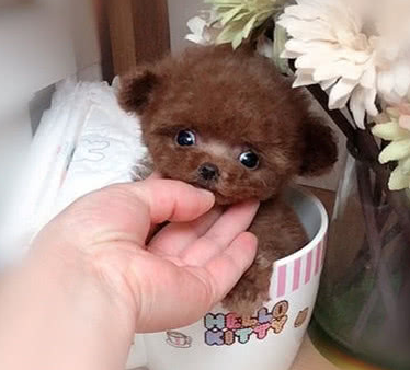 值得一提的是茶杯犬并不是产自国内,而是起源于大洋