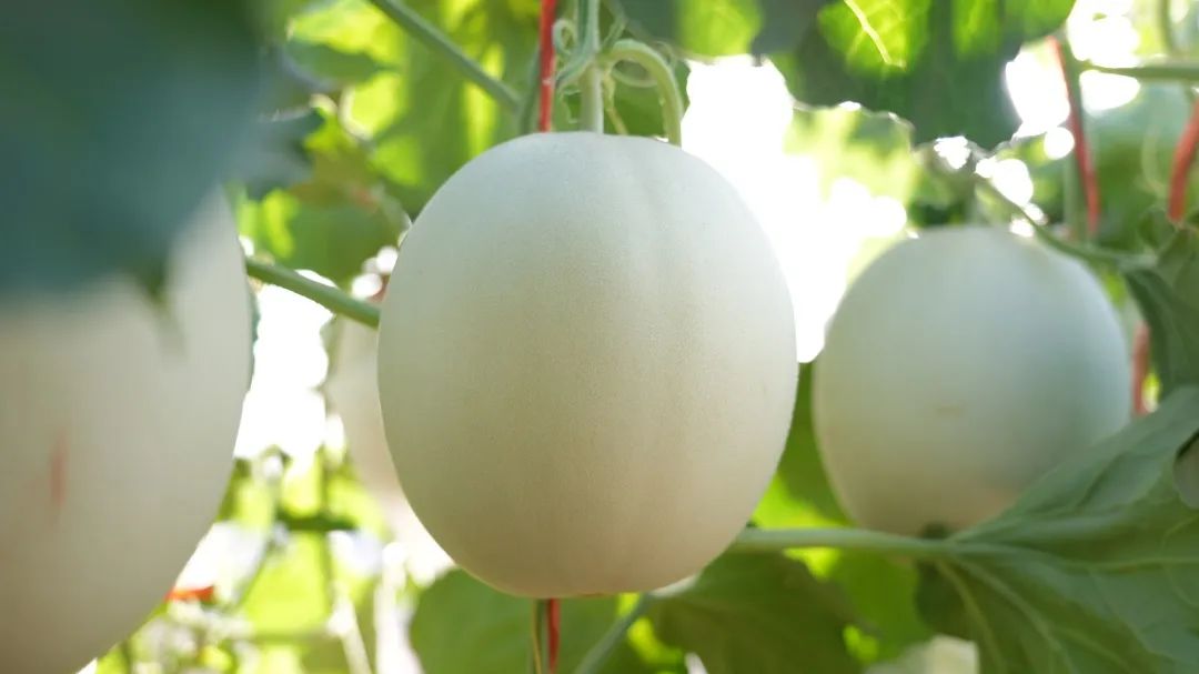 玉珑蜜瓜:依托绿萌果蔬分选技术优势,打造高品质蜜瓜产地品牌_种植