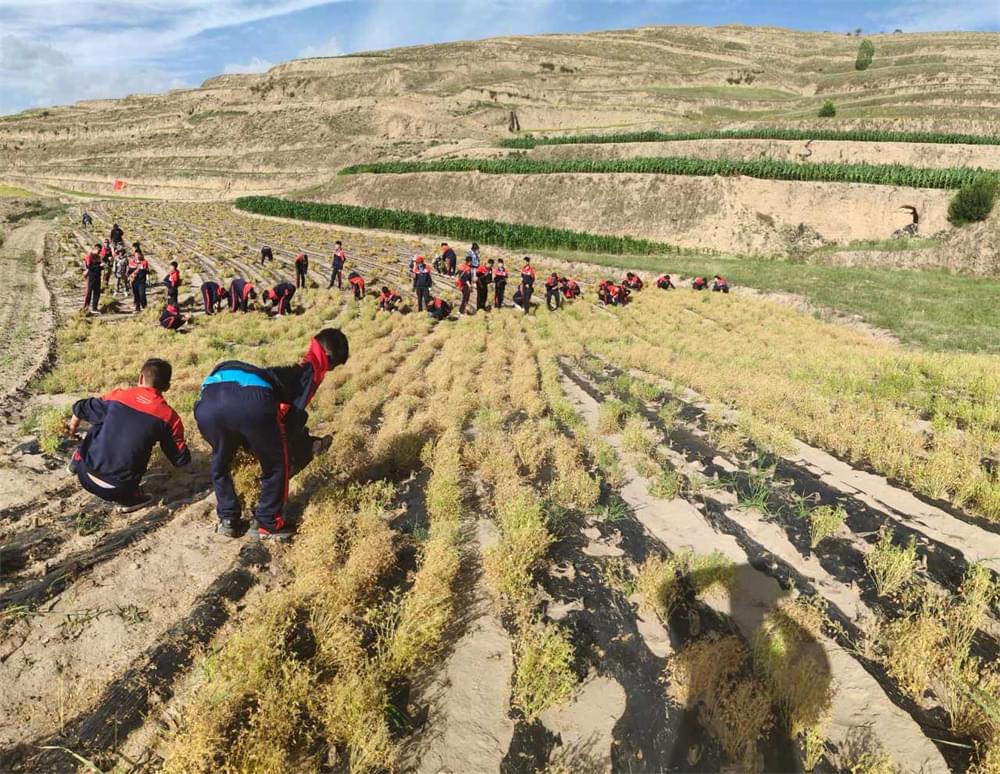 李锋教育贫困山村夏令营:拔扁豆虽苦虽累,但劳动乐趣无限_孩子_生活