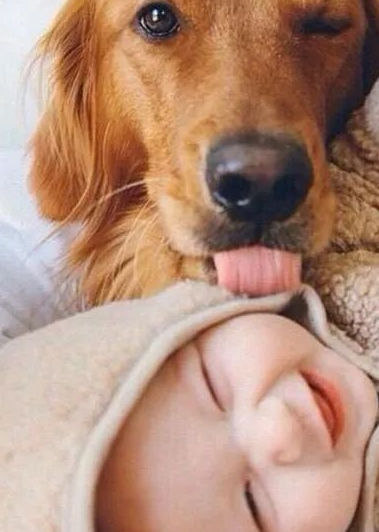 狗狗与萌娃,超治愈组合!_守护_爸妈_朋友