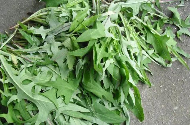 农村常见的一种野菜,受禽畜喜食,长势快,名叫苦荬菜_种植_我国_时候