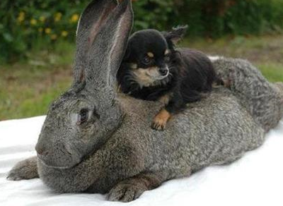 宠物知识:巨型花明兔长癣会痒吗,花明兔长癣会不会痒_兔子_主人_时候