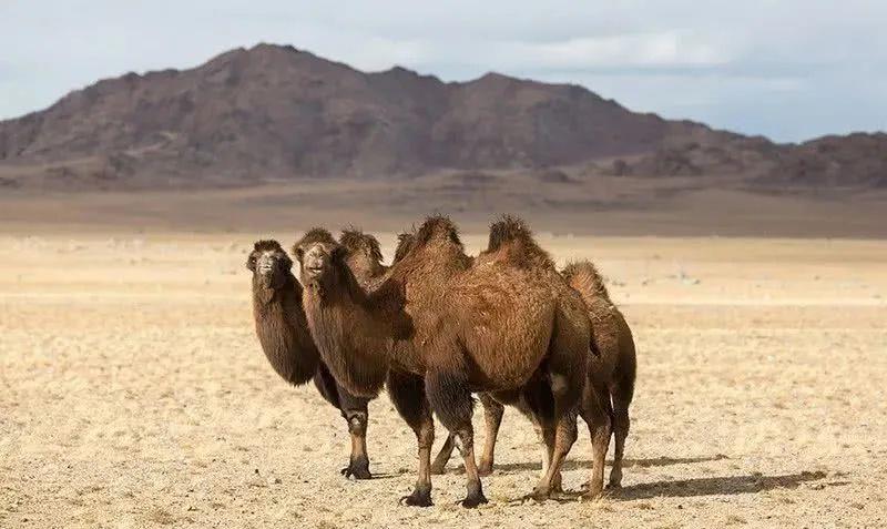 大漠骑兵:他创建第一支骆驼兵团,横扫西北匪帮,研究骆驼第一人_沙漠