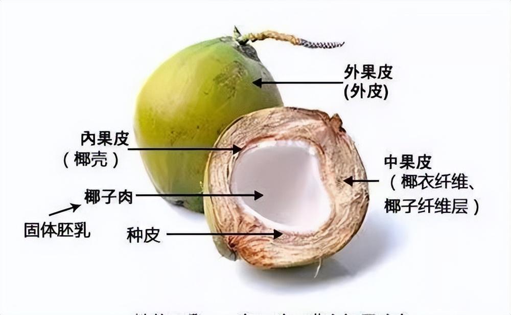 有吃有喝有知识,来解剖一个椰子体验一下吧_搜狐汽车_搜狐网