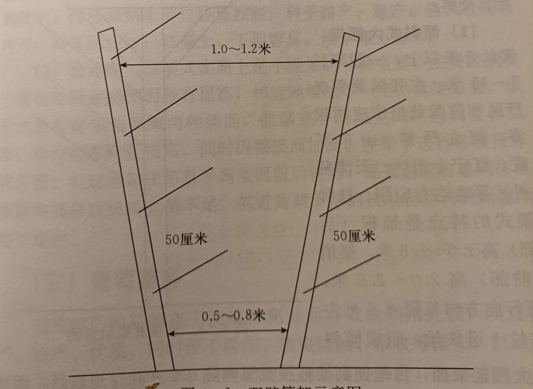 葡萄单篱架修剪图解图片