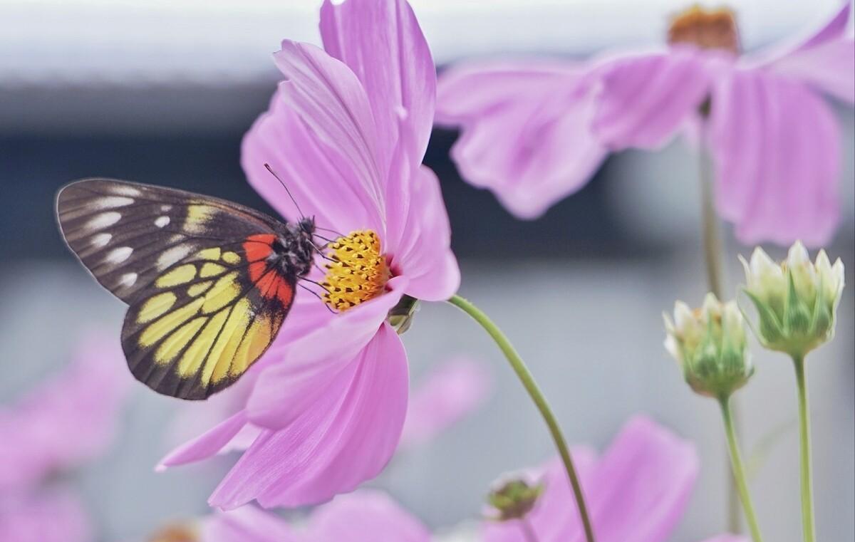 "天涯何处无芳草"后面并不是"何必单恋一枝花",原文更经典_苏轼_诗词