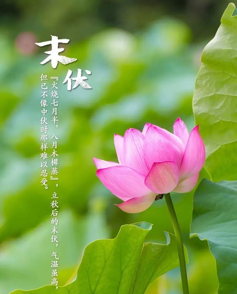 炎炎夏日,愿你的生活如同蓝天白云,澄澈而美好;如同沙滩海浪,欢快而